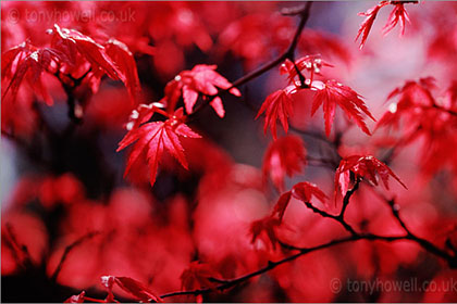 Westonbirt Arboretum - Acer Palmatum, Shishio Improved