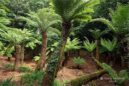 Tree-Ferns-Trewidden-Gardens-Cornwall-5705