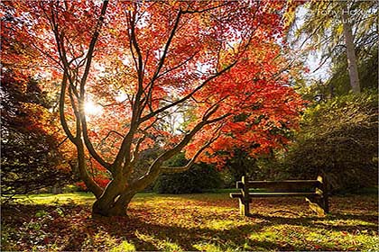 Japanese-Maple-Tree-AR567