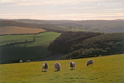 Sheep, Exmoor