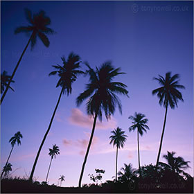 Tree photography - Palm Trees, Dusk