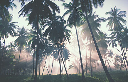 Palm Trees, Dawn