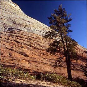 Tree, Checkerboard Mesa 3 