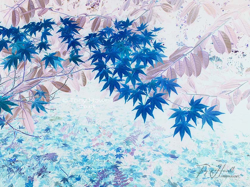 Blue Acer Leaves (Digitally Altered Image)