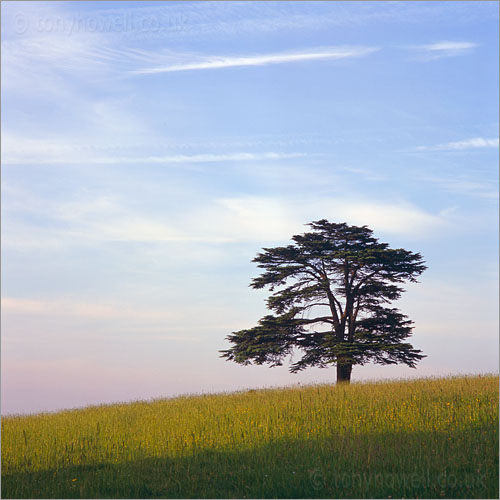 Cedar of Lebanon Tree