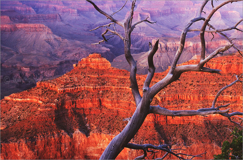 Grand Canyon, Tree