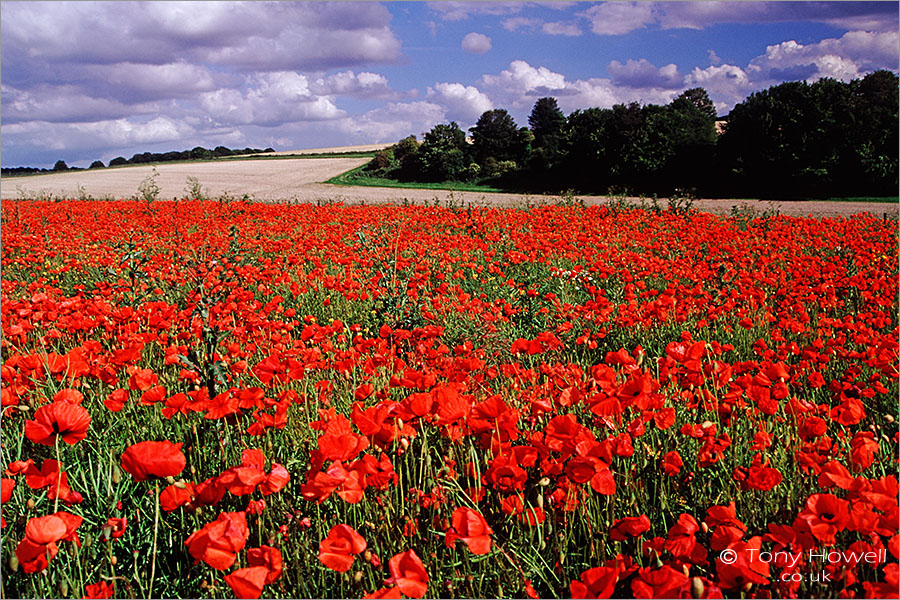 Poppy Field near Stonehenge