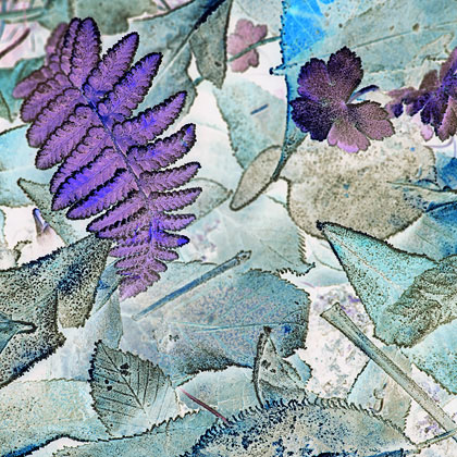 Purple Fern and Frosty blue leaves