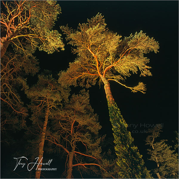 Scots Pine, Ivy