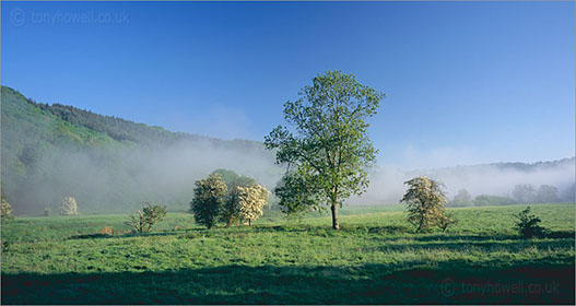 Trees, Mist, Wye Valley