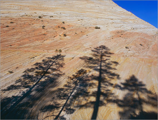 Zion National Park, Tree Shadows