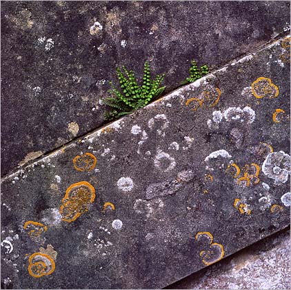 Fern, Lichen, Wall