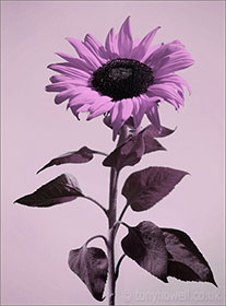 Sunflower, purple