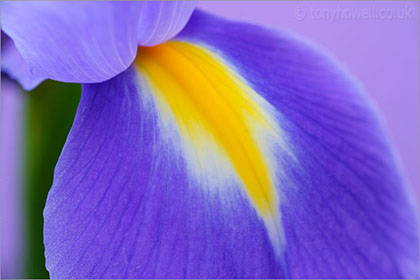 Blue Iris 