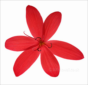 Flower Photos - Kaffir Lily