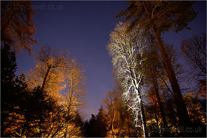 Trees, Night