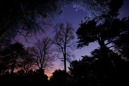 Trees, Night