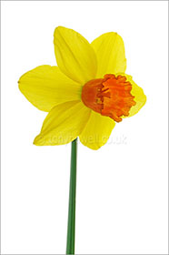 Daffodil, on white