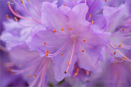 Rhododendron, close up