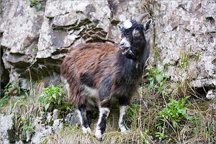 Goat, Cheddar Gorge