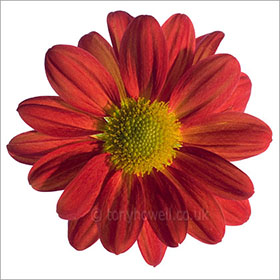 Flower Photos - Chrysanthemum