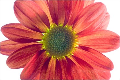 Chrysanthemum