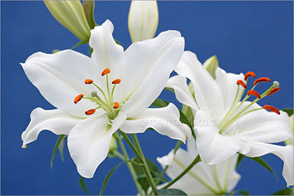Lily, white