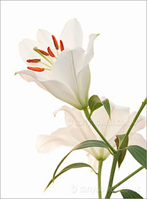 Lily, on white