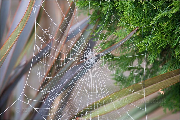 Spiders Web 