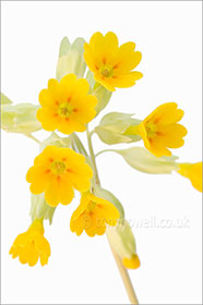 Cowslips on white
