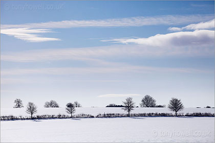 Trees, Snow, near Miserden, Cotswolds