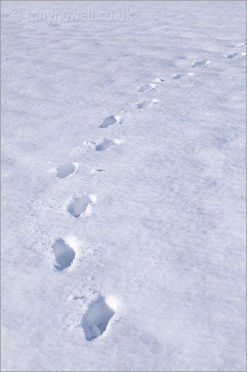Footprints in the Snow 