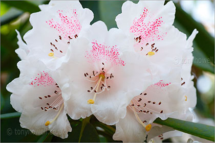 Rhododendron, white