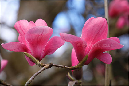 Magnolia sprengeri 'Diva'