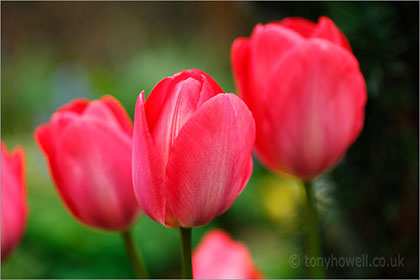 Tulip 'Burgandy Lace'