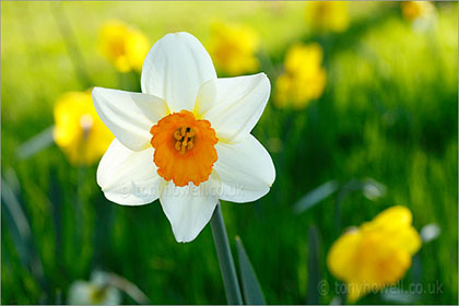 White Daffodil