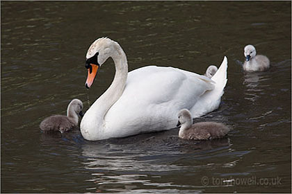 Swan, Cygnets