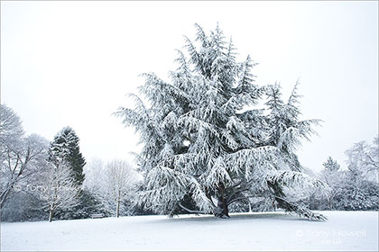 Fir Tree, Snow
