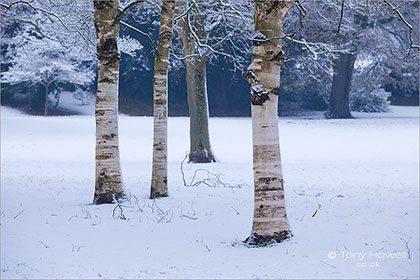 Birch Trees, Snow