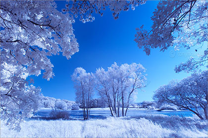Willow Trees Infrared