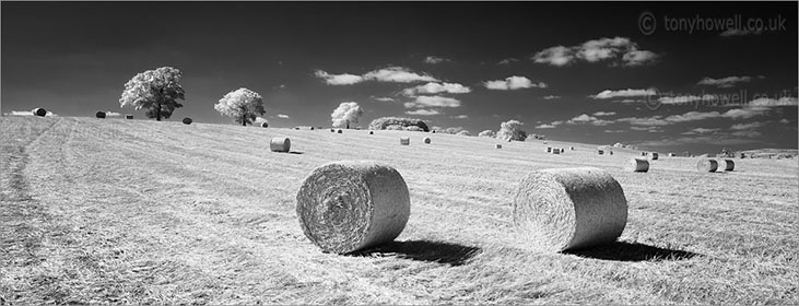 Hay Bales, Trees nr. North Curry