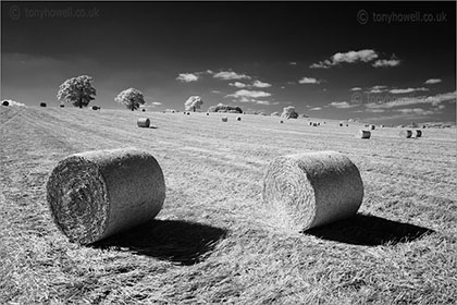Hay bales, trees North Curry