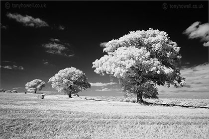 Trees nr. North Curry
