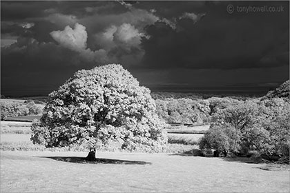 Oak Tree (infrared)