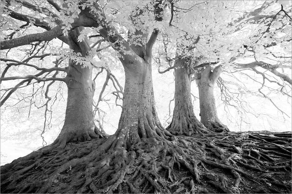 Beech Tree Roots, Infrared