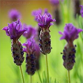 Lavender, close up