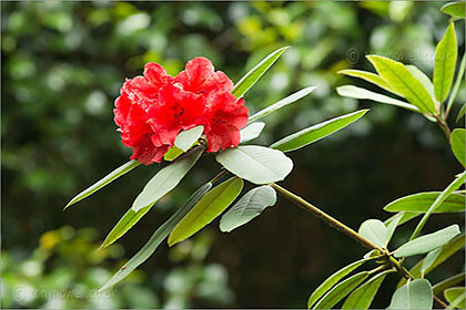 Rhododendron, red