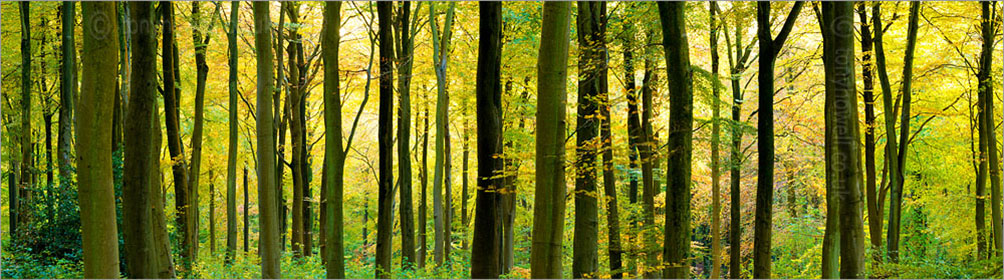Beech Trees, Autumn, West Woods, Wiltshire