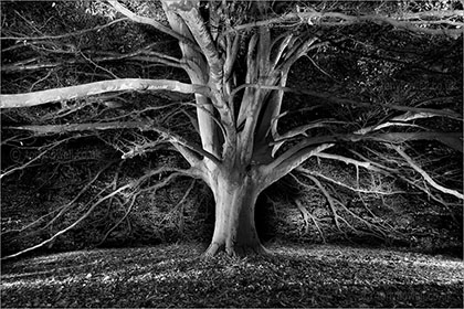 Fern-leaved Beech Tree, Night