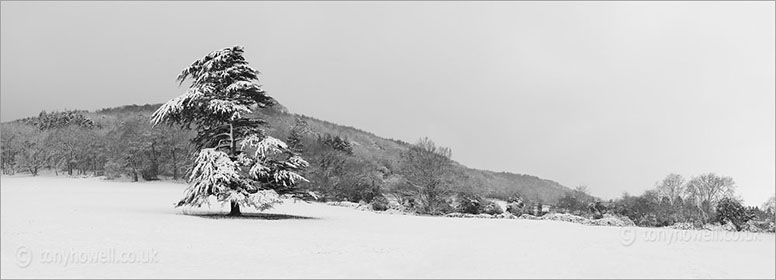 Pine Tree, Snow